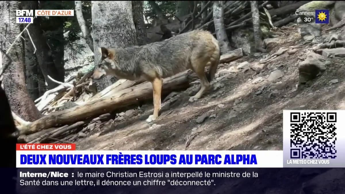  L t Chez Vous Nice Part La D couverte Des Nouveaux Loups Du 