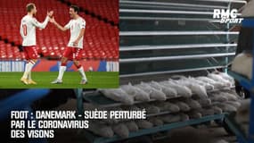 Foot : Danemark - Suède perturbé par le coronavirus des visons