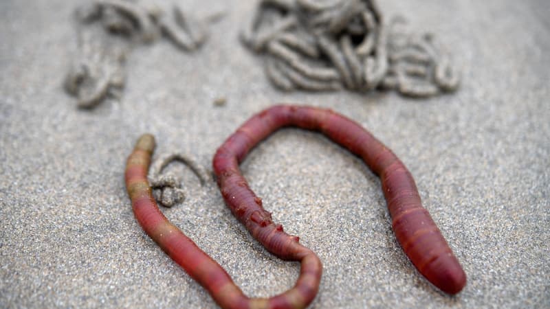 Un spécimen d'arenicola marina sur une plage à Saint-Jean-du-Doigt (Finistère) en mai 2022 (photo d'illustration)