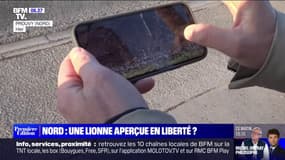 À Prouvy, petite commune du Nord, un félin en liberté inquiète les habitants