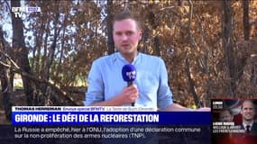 Après les incendies en Gironde, le défi de la reforestation 