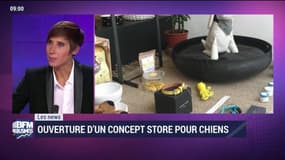 Les News: Ouverture d'un concept store pour chiens - 23/09