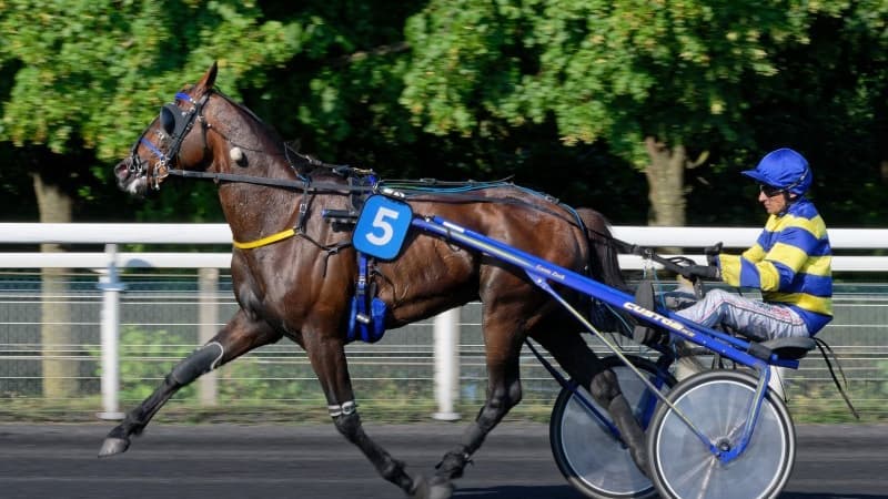 Hokkaido Jiel sera l'un des favoris du Prix de Bretagne