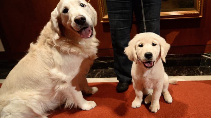 Deux golden retrievers, le 31 janvier 2014 à New York. (Photo d'illustration)