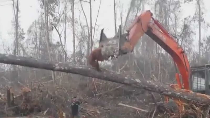L'orang-outan contre le bulldozer. 