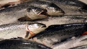 Des saumons d'élevage norvégiens sont exposés dans un supermarché. Paris, décembre 2012.