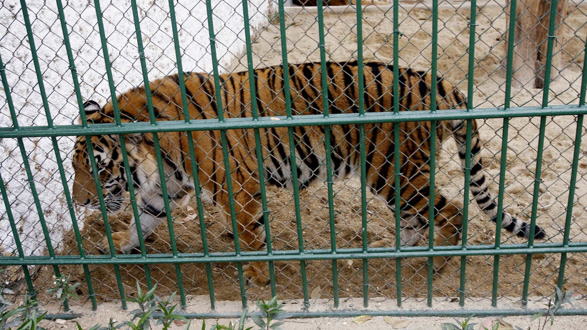 Dozens of tigers have died in zoos after contracting bird flu