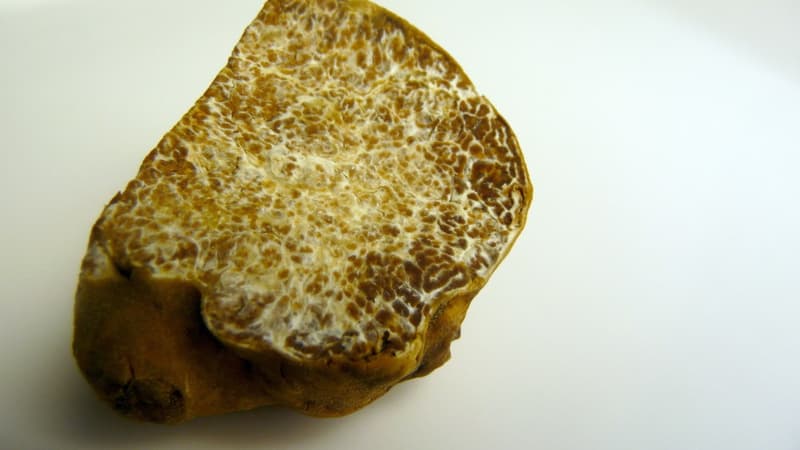 La truffe blanche d'Alba est caractérisée par un parfum intense ( hoto d'illustration) 