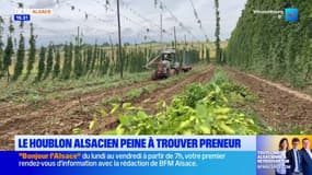 Alsace: les récoltes de houblon peinent à trouver preneur