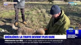 Alpes-Maritimes: à Gréolières, la truffe devient plus rare