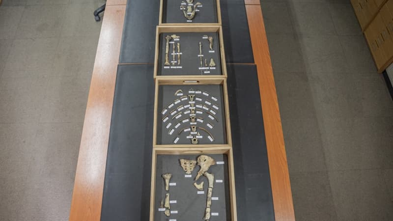 Des fragments d'os du squelette fossile de "Lucy" exposés au Musée national d'Éthiopie à Addis-Abeba, le 19 novembre 2024.