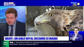 Ubaye: un aigle royal blessé secouru par le PGHM de Jausiers 