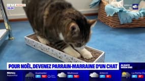 Strasbourg: devenez parrain et marraine d'un chat errant