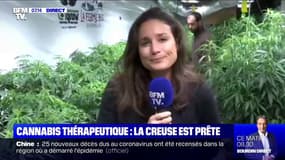 La Creuse sert de région-test à la culture de cannabis thérapeutique