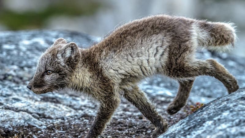 Un renard polaire.