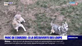 Le parc de Courzieu propose de partir à la découverte des loups