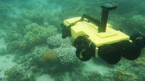 Le RangerBot sera capable d'identifier et d'éliminer les étoiles de mer mangeuses de coraux