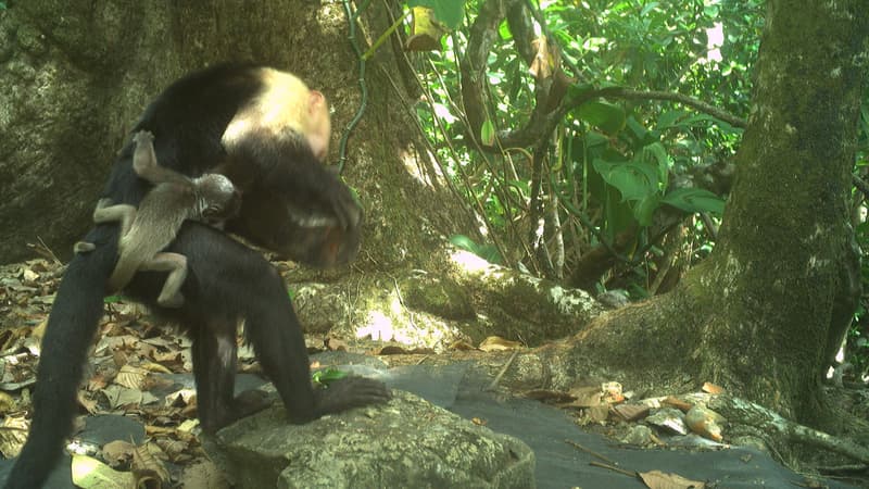 Cette photographie prise le 20 mars 2023 par Brendan Barrett et publiée par l'Institut Max Planck du comportement animal montre un bébé singe hurleur, âgé de seulement 1 à 2 jours, s'accrochant au dos d'un singe capucin, sur l'île de Jicarón (Panama). (Photo d'illustration)