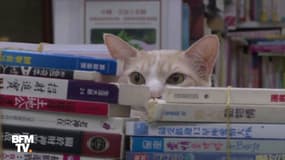 À Hong Kong, une librairie recueille les chats errants