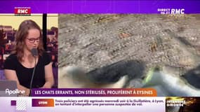RMC s’engage pour vous : Les chats errants, non stérilisés, prolifèrent à Eysines - 22/07