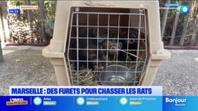 Marseille: des furets déployés dans les parcs pour lutter contre les rats