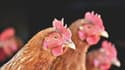 Un projet d’élevage intensif de 117600 poulets a été autorisé dans le Nord, contre l’avis des riverains et des autorités locales. Et vous, pour ou contre ce type d’élevage?
