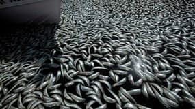 Des millions de sardines mortes flottent dans les eaux de la marina de Redondo Beach située au sud de Los Angeles. Il semblerait qu'elles aient nagé dans la mauvaise direction et qu'elles se soient retrouvées dans un coin du bassin dans lequel l'oxygène n