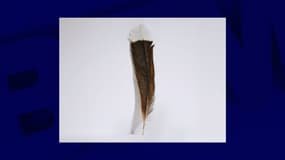 Photo de la plume de huia vendue aux enchères le 13 mai 2024 à Auckland en Nouvelle-Zélande.