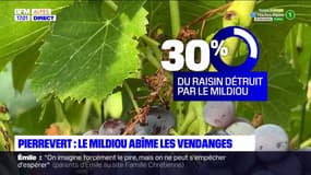 Alpes-de-Haute-Provence: les vignes abîmées par le mildiou