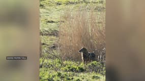 Un chacal doré a été photographié en Seine-Maritime, dans la réserve naturelle nationale de l'estuaire de la Seine. 