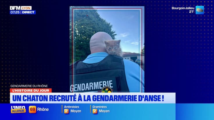 Beaujolais : un gendarme adopte un chaton recueilli en intervention
