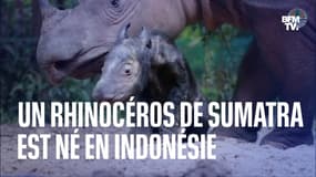 La naissance d'un rhinocéros de Sumatra est un espoir pour la survie de l'espèce