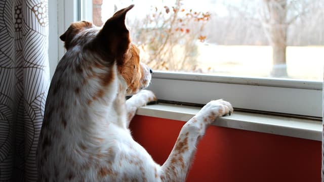 Votre chien peut développer des comportements qui sont le signe de son angoisse