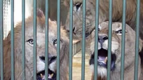 Le lion pourrait devenir malgré lui très à la mode dans les restaurants...