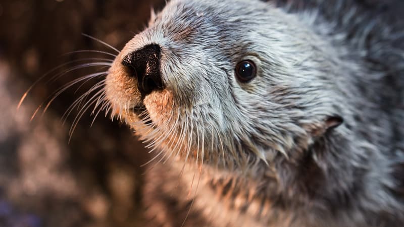Une loutre