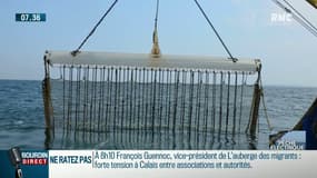 Pêche électrique : "Il y a des poissons qui ont la chair brûlée", alerte un poissonnier