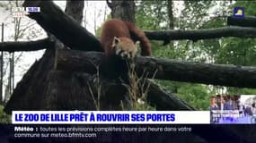 Lille: le zoo de Lille prêt à rouvrir ses portes