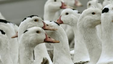 Des canards confinés dans une ferme en raison de la grippe aviaire, le 22 février 2017 à Bourriot-Bergonce dans les Landes
