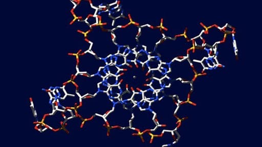 Soixante ans après la découverte de la double hélice à l’Université de Cambridge, des biologistes chimistes du même établissement prouvent l’existence de la quadruple hélice dans le génome humain.