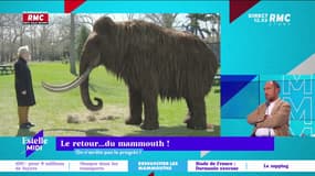 Mammouth