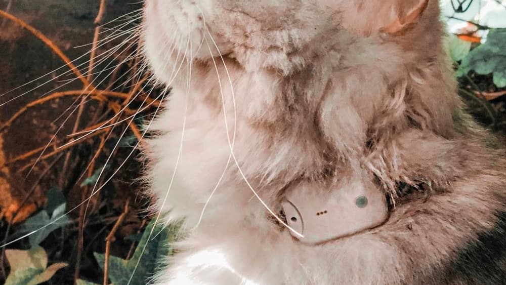 Le traqueur pour chat Girafus Pro Track Tor Le traqueur pour chat Girafus Pro Track Tor