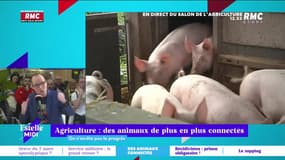 On n'arrête pas le progrès : Agriculture, des animaux de plus en plus connectés - 02/03