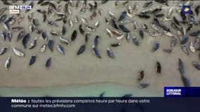 Côte d'Opale: 250 phoques font leur retour près de Calais
