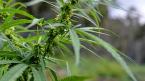Des plants de cannabis vendus en grandes surfaces.