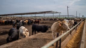 Des vaches, à Quemado, Texas, aux États-Unis, le 14 juin 2023.