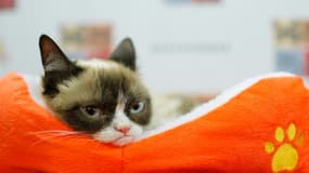 photo de Grumpy Cat prise le 15 juillet 2014