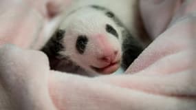 Le premier bébé panda de France fête lundi son premier mois d'existence au zoo de Beauval (Loir-et-Cher) en dépassant le kilo, lui qui pesait 142 grammes à la naissance le 4 août dernier.