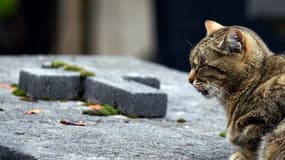 Un chat se repose sur une tombe au cimetière de Montmartre à Paris, le 30 octobre 2011