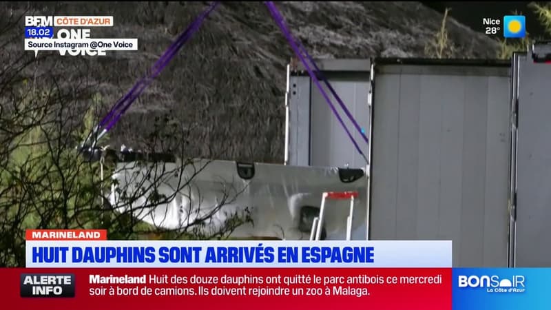 Scandale d'État » : les huit dauphins du Marineland d'Antibes transférés en Espagne.
