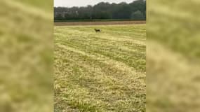 Un loup a été aperçu dans les Flandres belges, dans la nuit du 22 au 23 mai. 